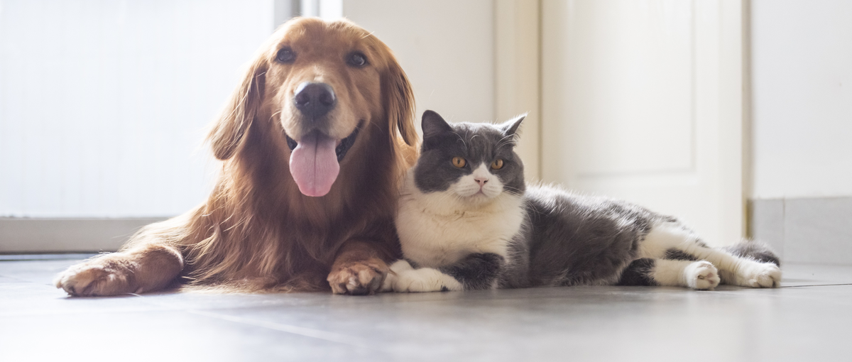 ペットと飼い主の幸せを実現：経験や適性にあったポジションをご提案します！