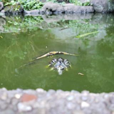 田中 里奈