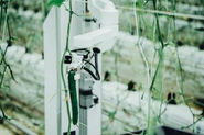 収穫に用いるキュウリの自動収穫ロボット