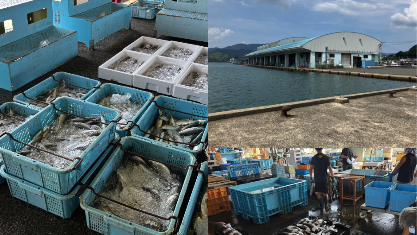 【産地訪問】京都府・舞鶴市場に行ってきました！