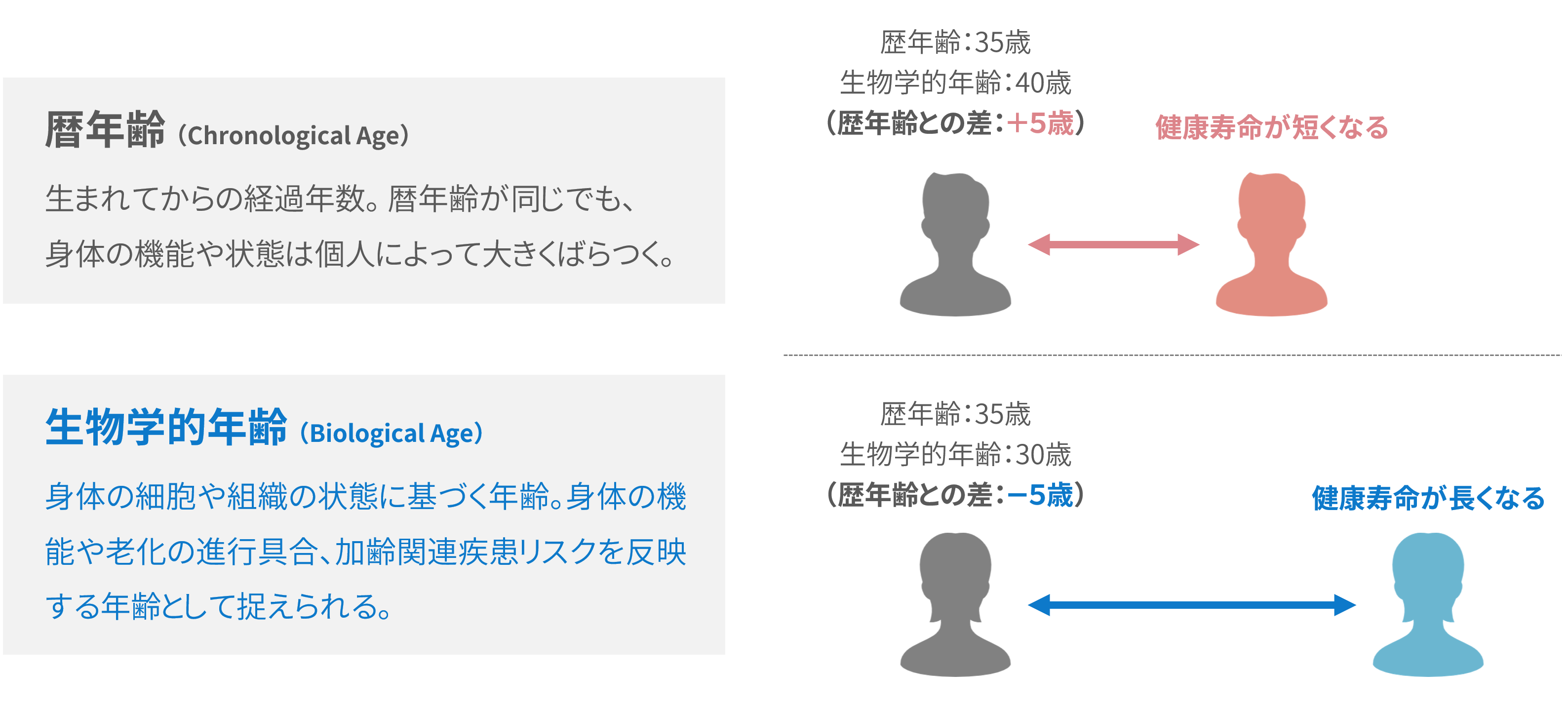 日本人に最適化されたエピジェネティック・クロック 生物学的年齢測定