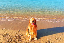  愛犬×TypeScript。ペットメディアの開発チームに入りませんか？