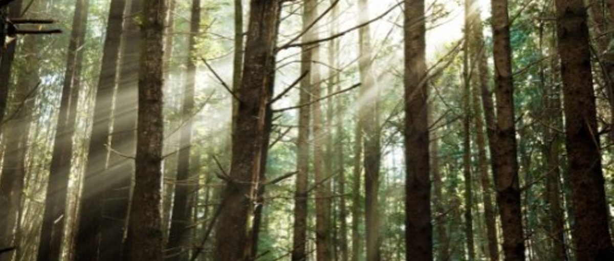 林業・インフラDXの法人営業！成長中の企業で、上場、世界へ！