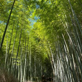 金城 拓利