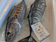 自分で開発したアプリでセリに参加して自分用の魚も仕入れられます