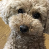 大上 智輝