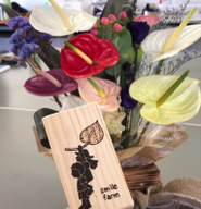 復興の花　アンスリウム