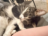 代表の”鷲尾”の愛猫”ロカ”。いつか保護猫コワーキングスペースを作るのが夢。