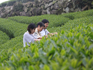 台湾烏龍茶専門店 聞香堂の買付風景。台湾現地へ直接赴きます。