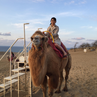 Yoko Yamaguchiさんのプロフィール