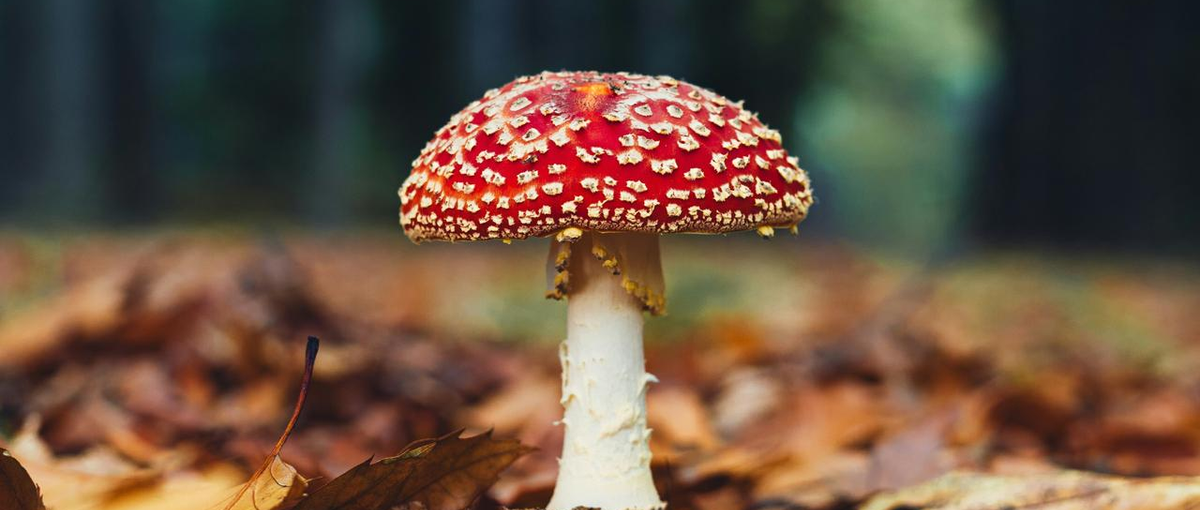 生成AIで不動産業界を変革するソフトウェアエンジニア募集