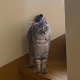 西沢 こなつ