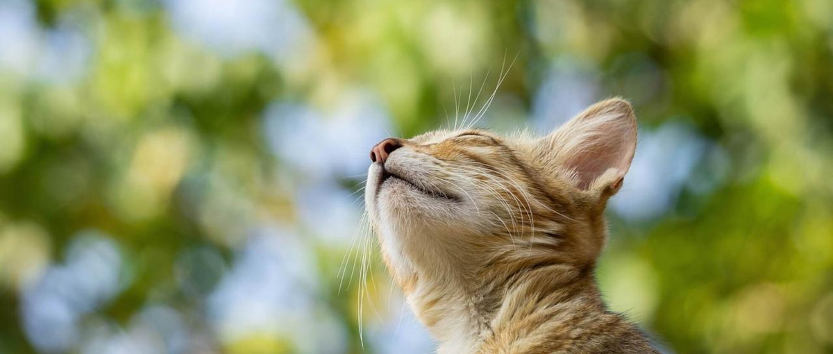 Excelスキルを活かす！マーケターを支えるアシスタント大募集！