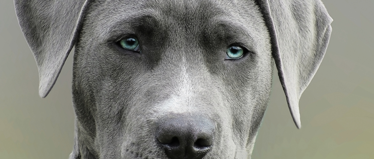 犬好きだけど、猫の手も借りたい！プロジェクトが欲しいWebデザイナー募集