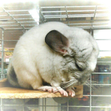 Tatsumi Kato