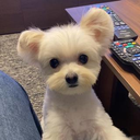 あずさ