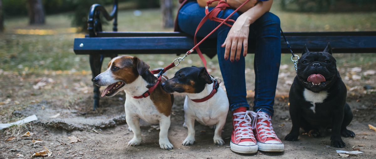 オープンポジション｜ペット×ITのスタートアップ！まずはお話しませんか？