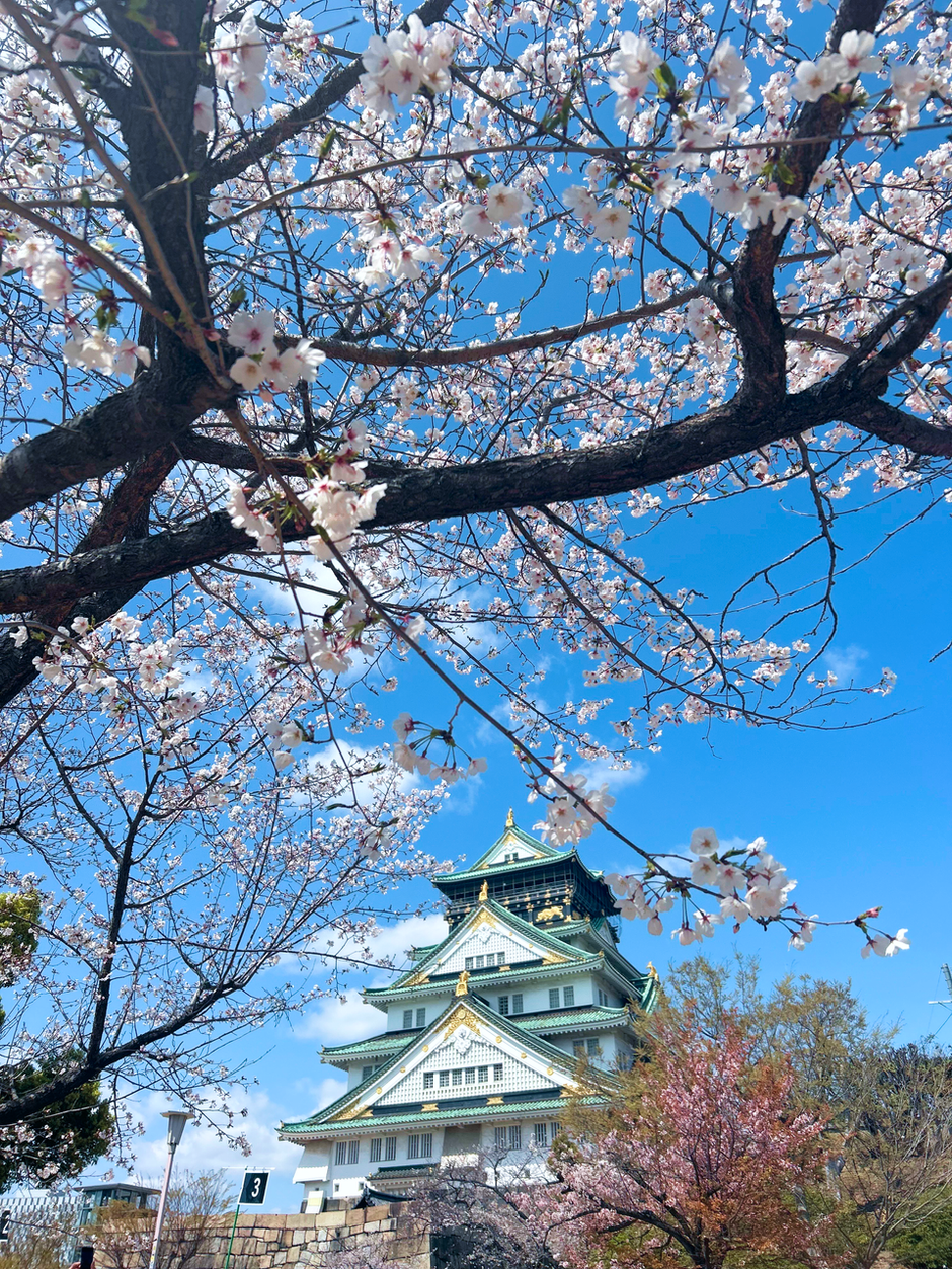 社内イベント】大阪城公園でお花見を開催しました！ | フィルター