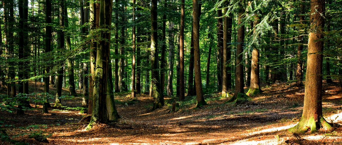 IT×林業！自社アプリを支えるインフラエンジニアを募集！