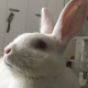 小泉 紫織