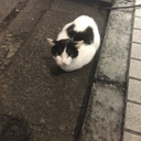 ミユキ 齊藤