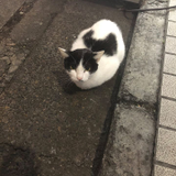 ミユキ 齊藤
