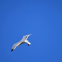 Sachi Kitamuraさんのプロフィール