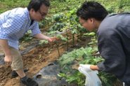 やさしい野菜の栽培にも挑戦！