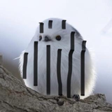 シマシマ シマエナガ