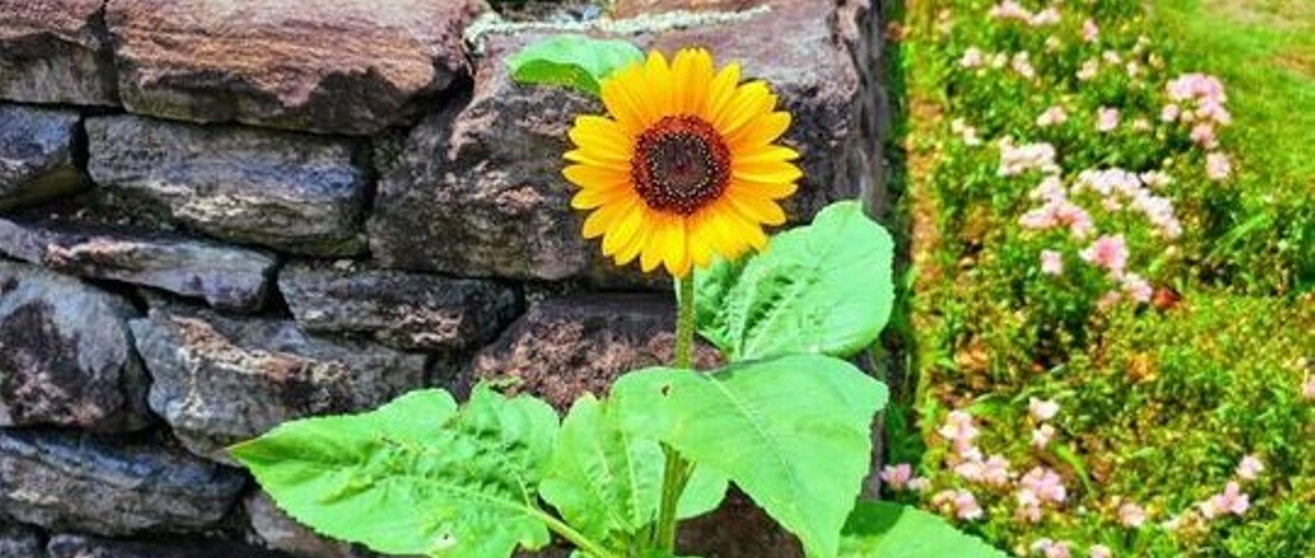 ライフワークバランスを重視！OJTで安心してエンジニア目指せる最高の環境＊