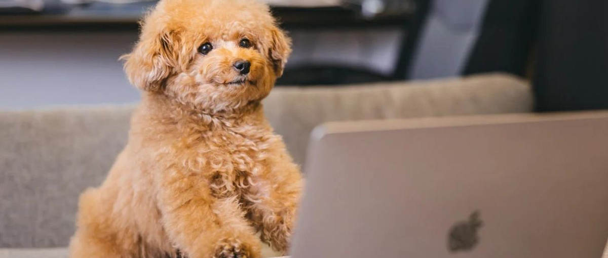 東京、練馬区｜Webアプリ開発や基幹システム保守を担うエンジニア募集中！