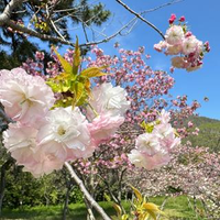 田島