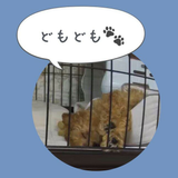 Daisuke Torii
