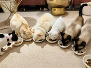 「優しい世界」の背景には遺棄や虐待も、私たちとセラピーキャットが協力して、信頼と安心の暮らしを取り戻し、譲渡できるように育てていく