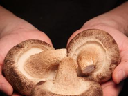 弊社の肉厚しいたけ