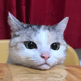 こだま しゅん。