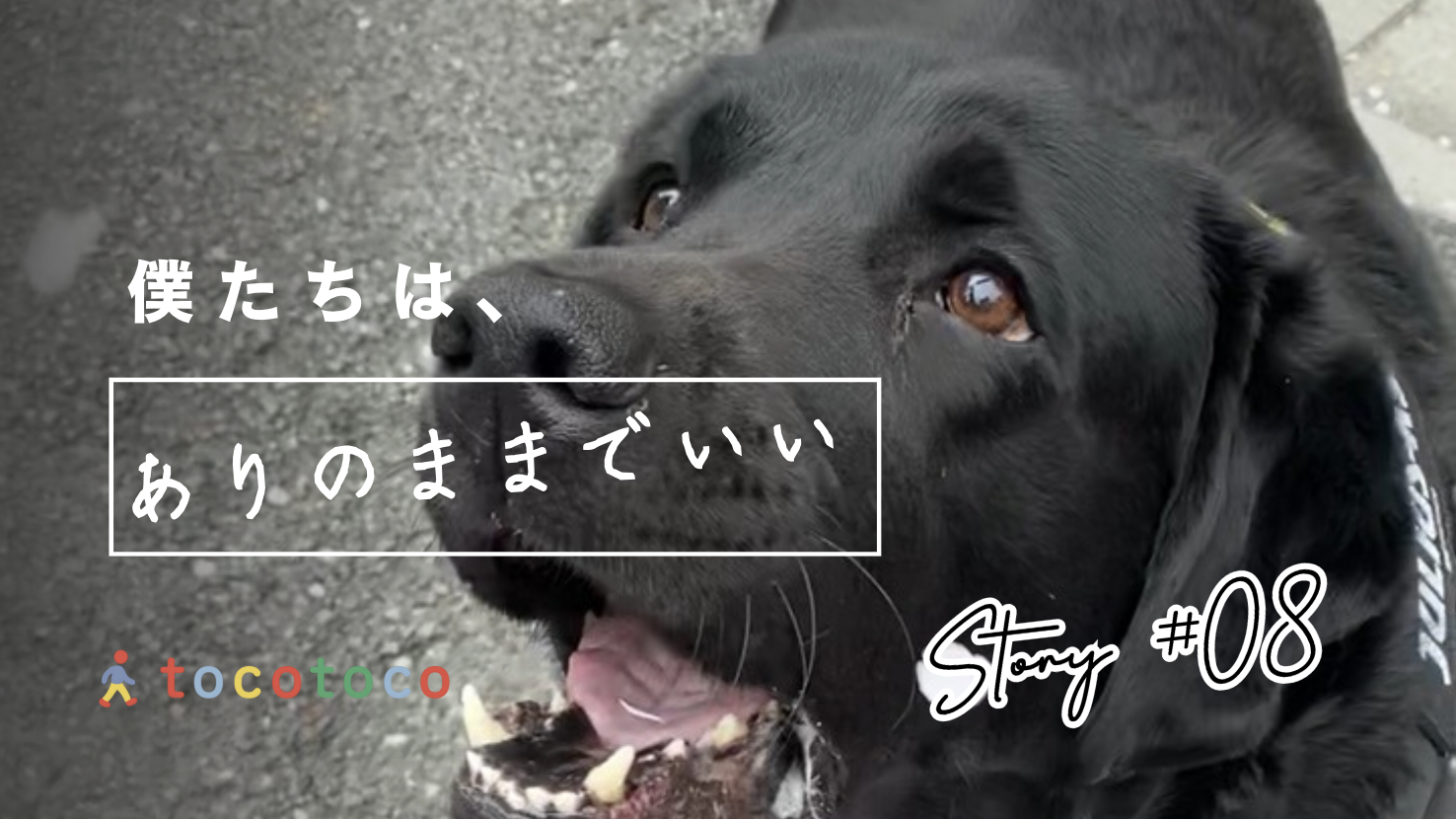 「僕はありのままでいい？」盲導犬訓練生からキャリアチェンジしてみんなに愛されるメガサイズの僕