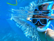 提供サービスの「ジンベイザメと泳ぐシュノーケリング体験ツアー」