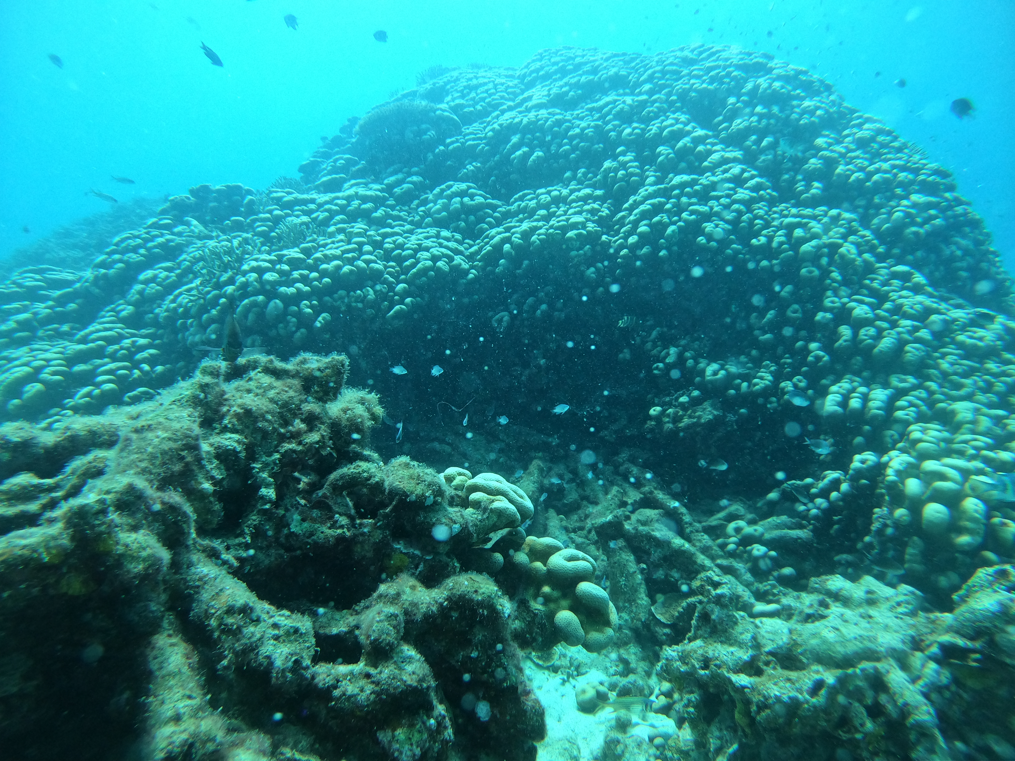 ダイビングの魅力について語ってみた