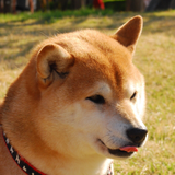 田中愛