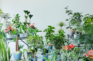 アンドプランツの観葉植物