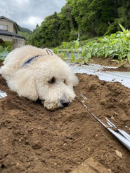 「E-WORKS FARM」という農業も始めました！