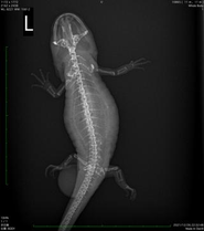 ウーパールーパーの総排泄腔脱