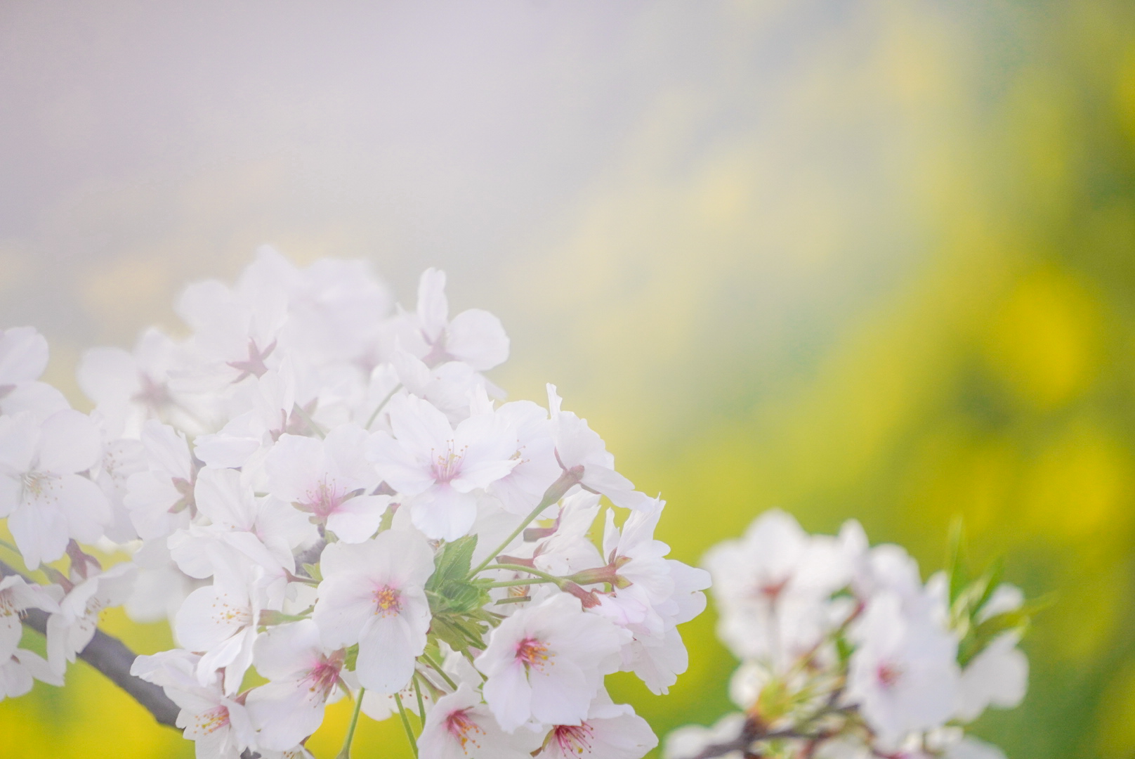 撮影した写真の一例