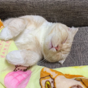 ＫＡＭＥＹＡＭＡ