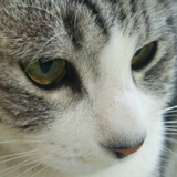 トラレポ TRArepo