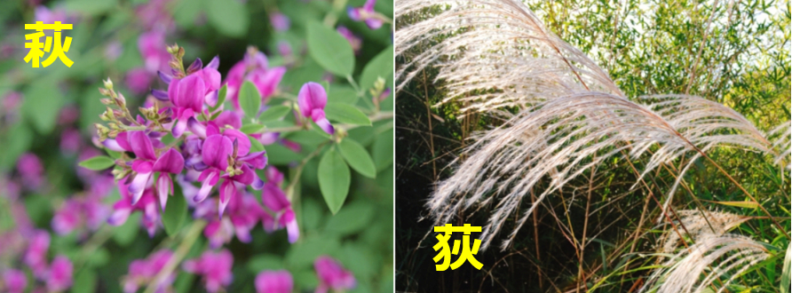 荻萩あるある。紛らわしいと思う漢字を持つわたし。