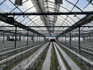 定植を終え、これから本場を迎える東串良農場（30a）