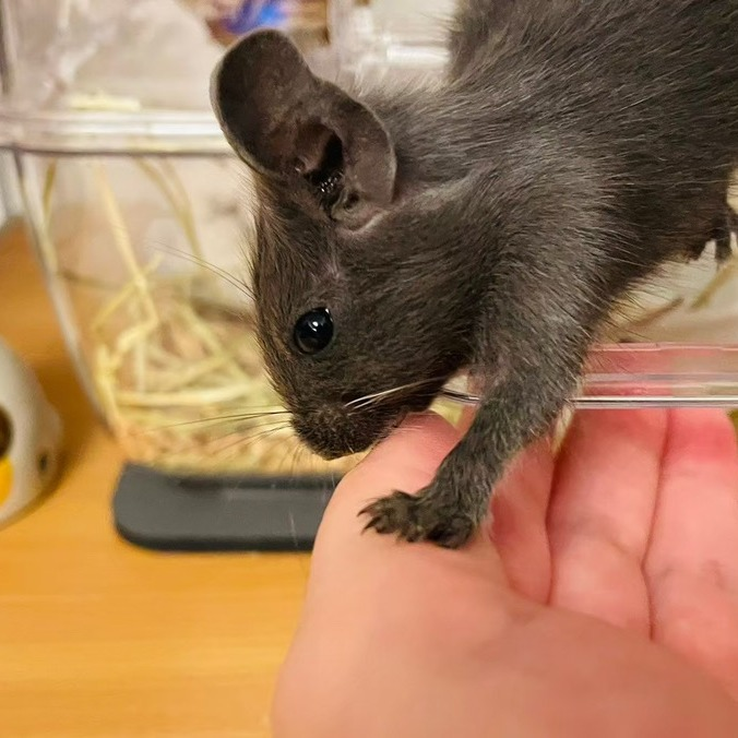 MCRM 大阪CC リーダー Y・N