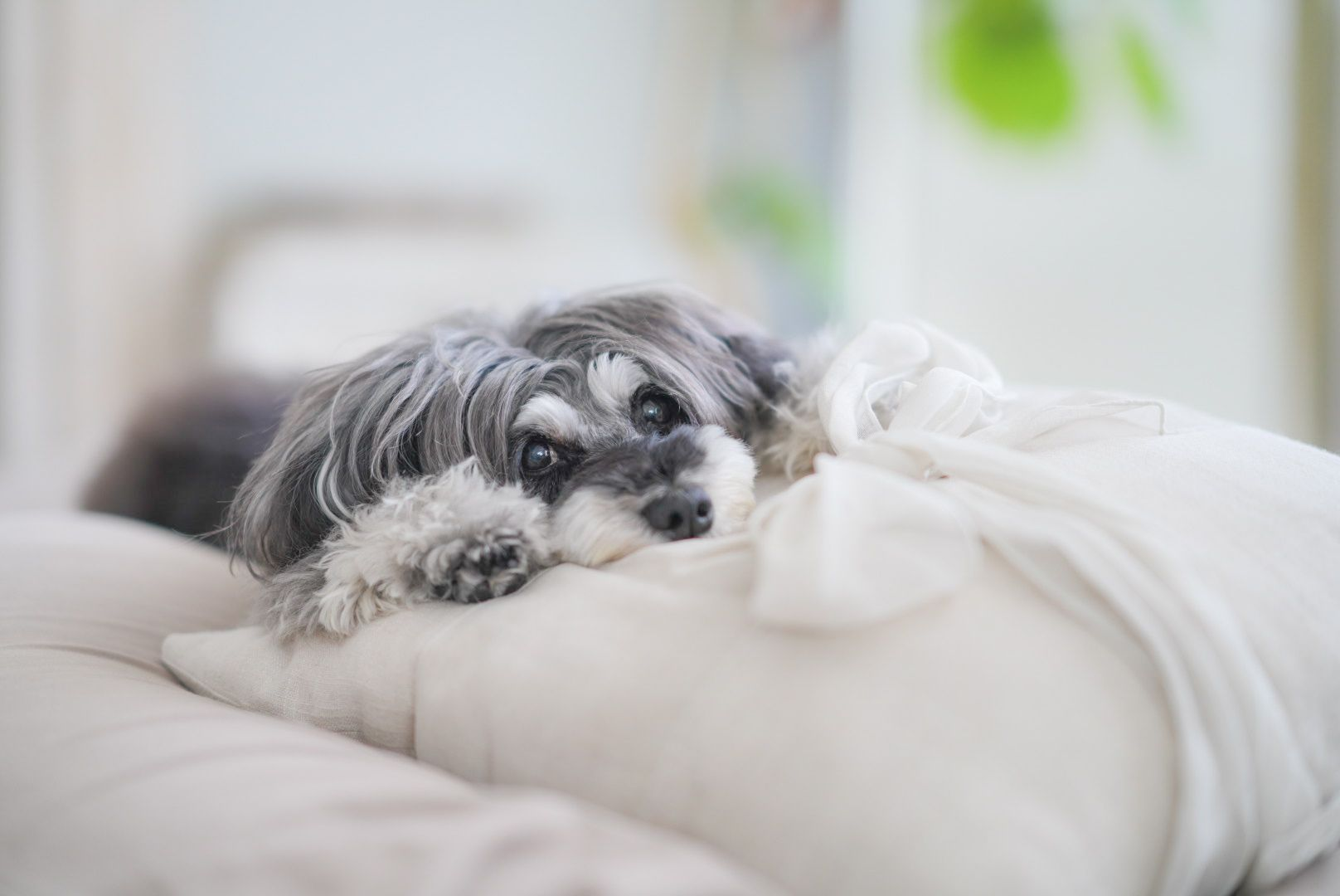 「犬が好き！」なのは当たり前で、「犬たちのために動く！（収益も考える）」方を募集しております。